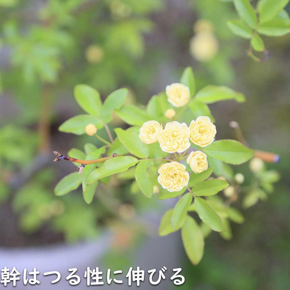 モッコウバラ 黄色 9.0cmポット 苗｜green-netbox｜05