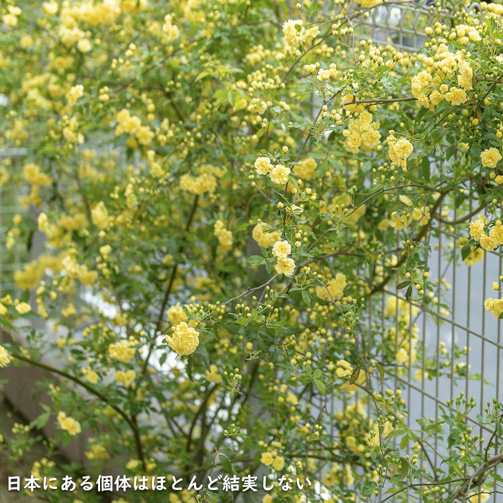 モッコウバラ 黄色 1.5m長尺 15cmポット 苗木 : 702615 : トオヤマ