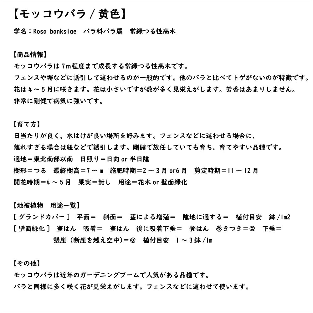 モッコウバラ 黄色 9.0cmポット 苗｜green-netbox｜08