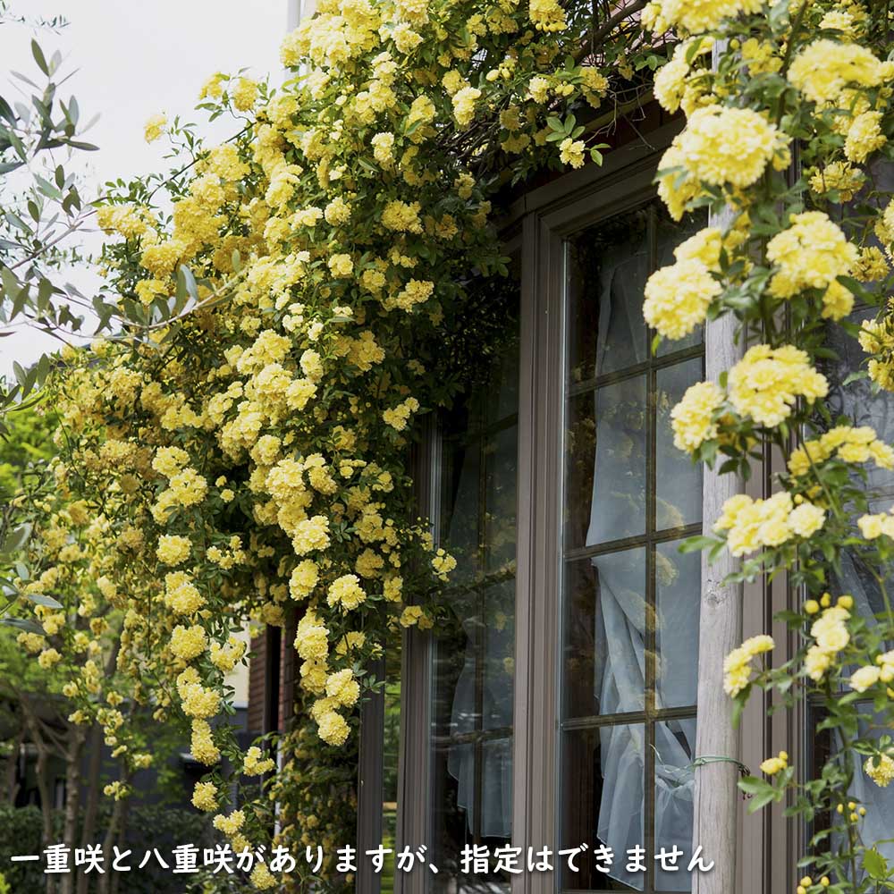 モッコウバラ 黄色 9.0cmポット 苗 - 花
