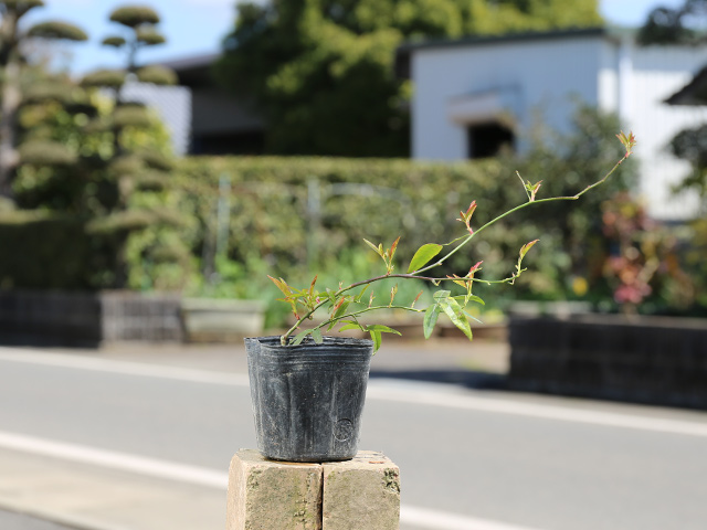 モッコウバラ 白花 9.0cmポット 苗 : 702701 : トオヤマグリーン