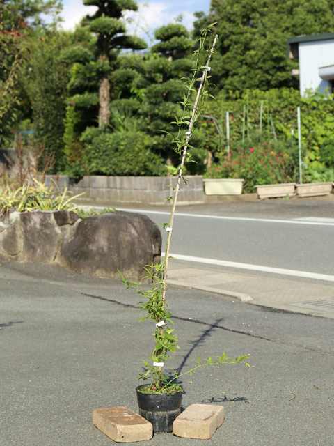 モッコウバラ 白花 1.5m長尺 15cmポッ...の詳細画像1