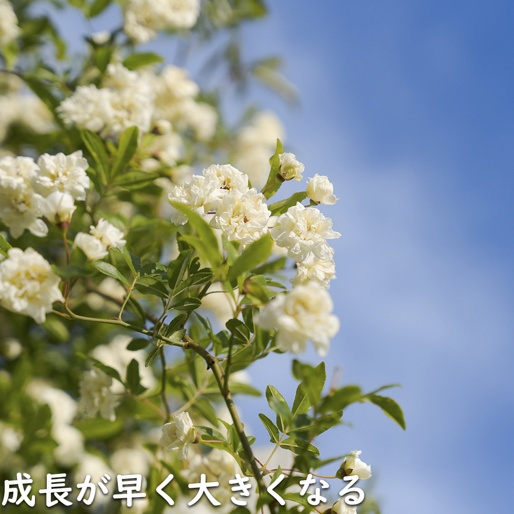 モッコウバラ 白花 9.0cmポット 苗 : 702701 : トオヤマグリーン