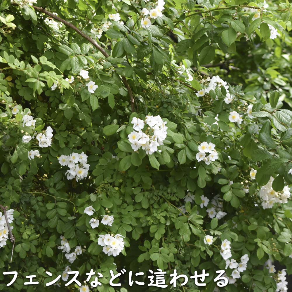モッコウバラ 白花 9.0cmポット 15個 苗 花 | www.vuslatdekorasyon.com