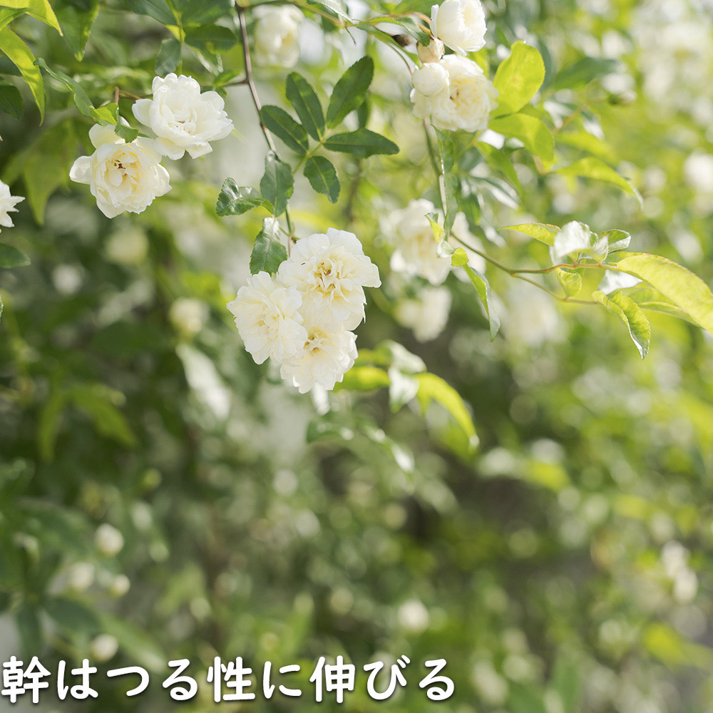 モッコウバラ 白花 9.0cmポット 苗 : 702701 : トオヤマグリーン