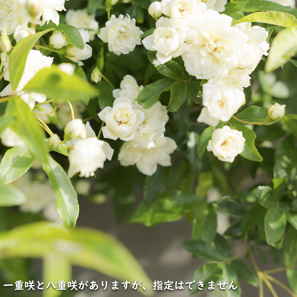 モッコウバラ 白花 1.5m長尺 15cmポット 苗木 : 702715 : トオヤマ