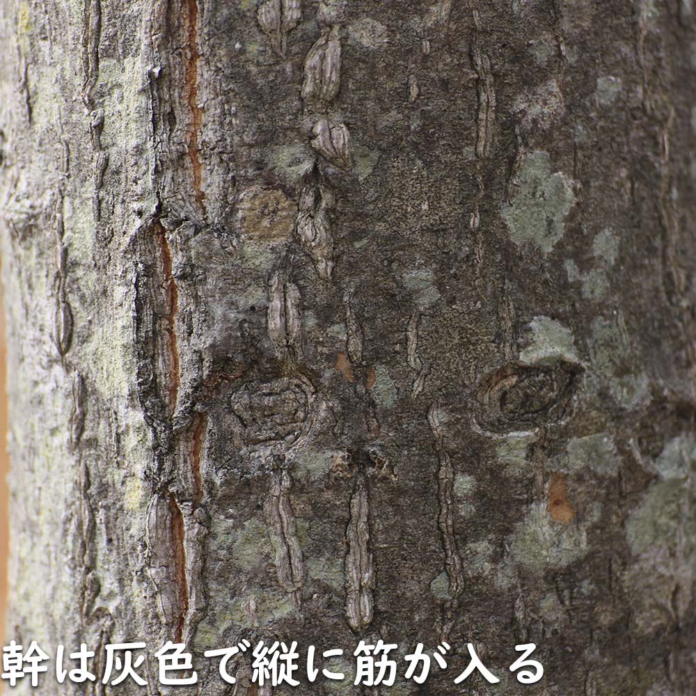 ミズキ 0.6m 10.5cmポット 苗 落葉樹 | escopil.co.mz