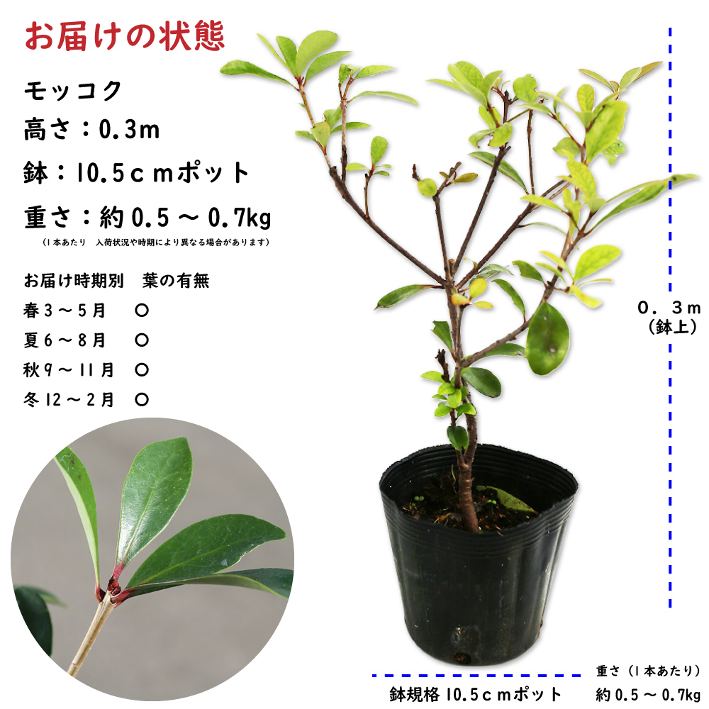 モッコク 0.3m 10.5cmポット 苗 - 常緑樹