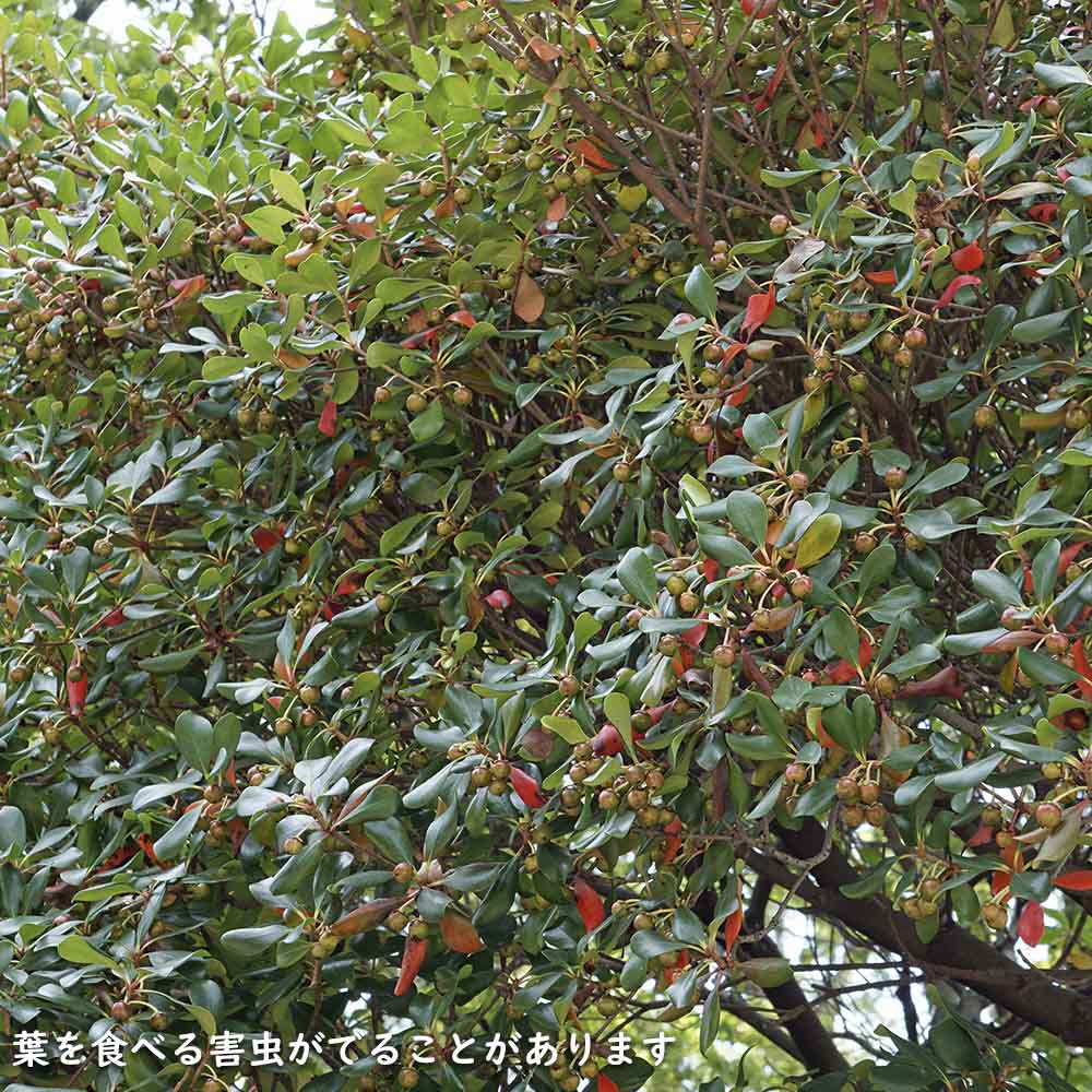 モッコク 単木 1.2m 露地 苗 : トオヤマグリーン - 通販 - Yahoo