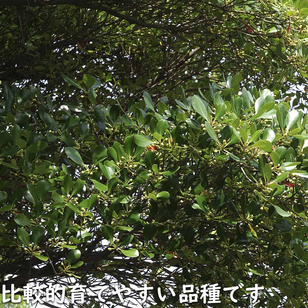 モッコク 単木 1.5m 露地 苗木 : トオヤマグリーン - 通販 - Yahoo