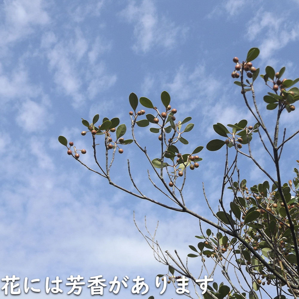 モッコク 単木 1.2m 露地 苗 : トオヤマグリーン - 通販 - Yahoo