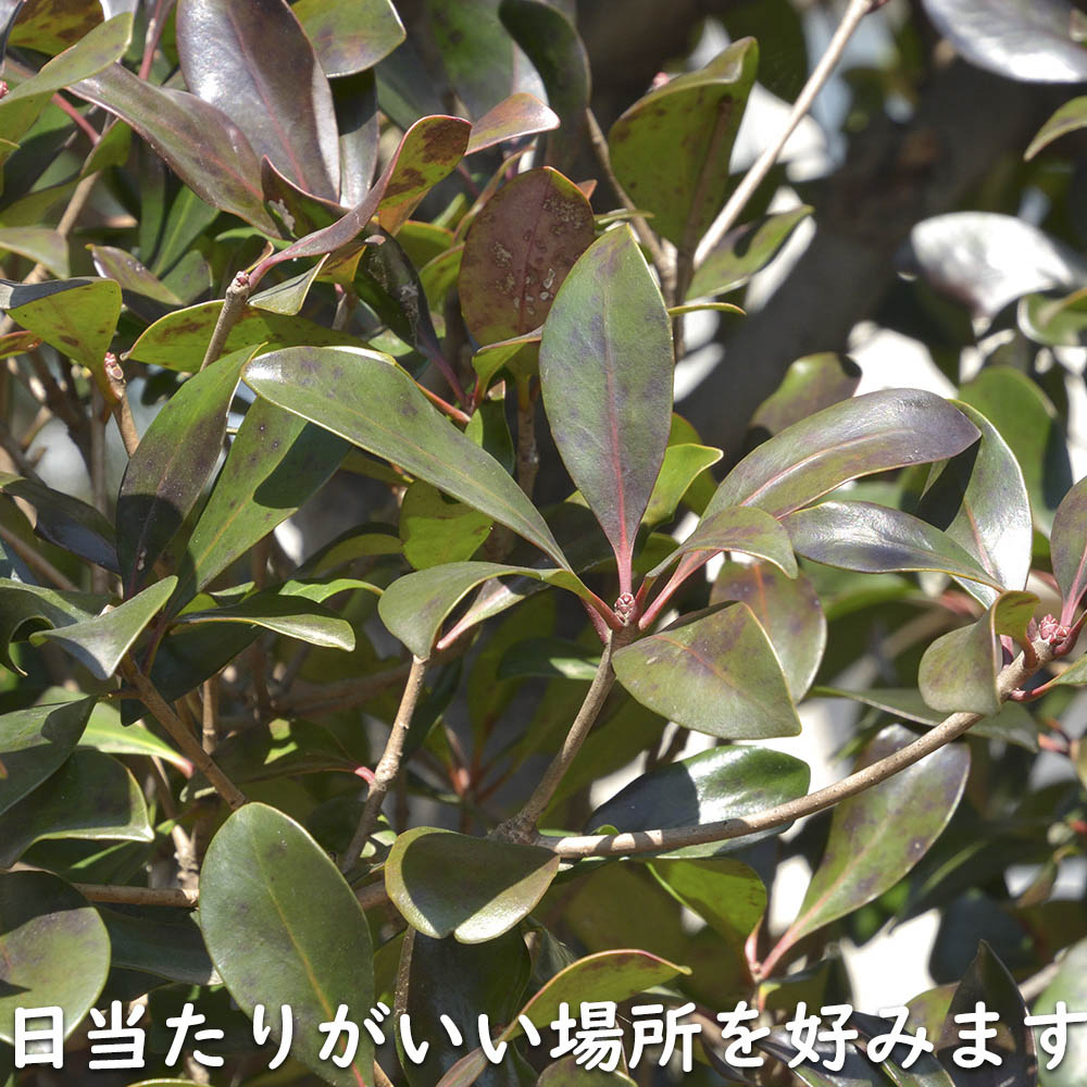 モッコク 単木 1.2m 露地 苗 : トオヤマグリーン - 通販 - Yahoo