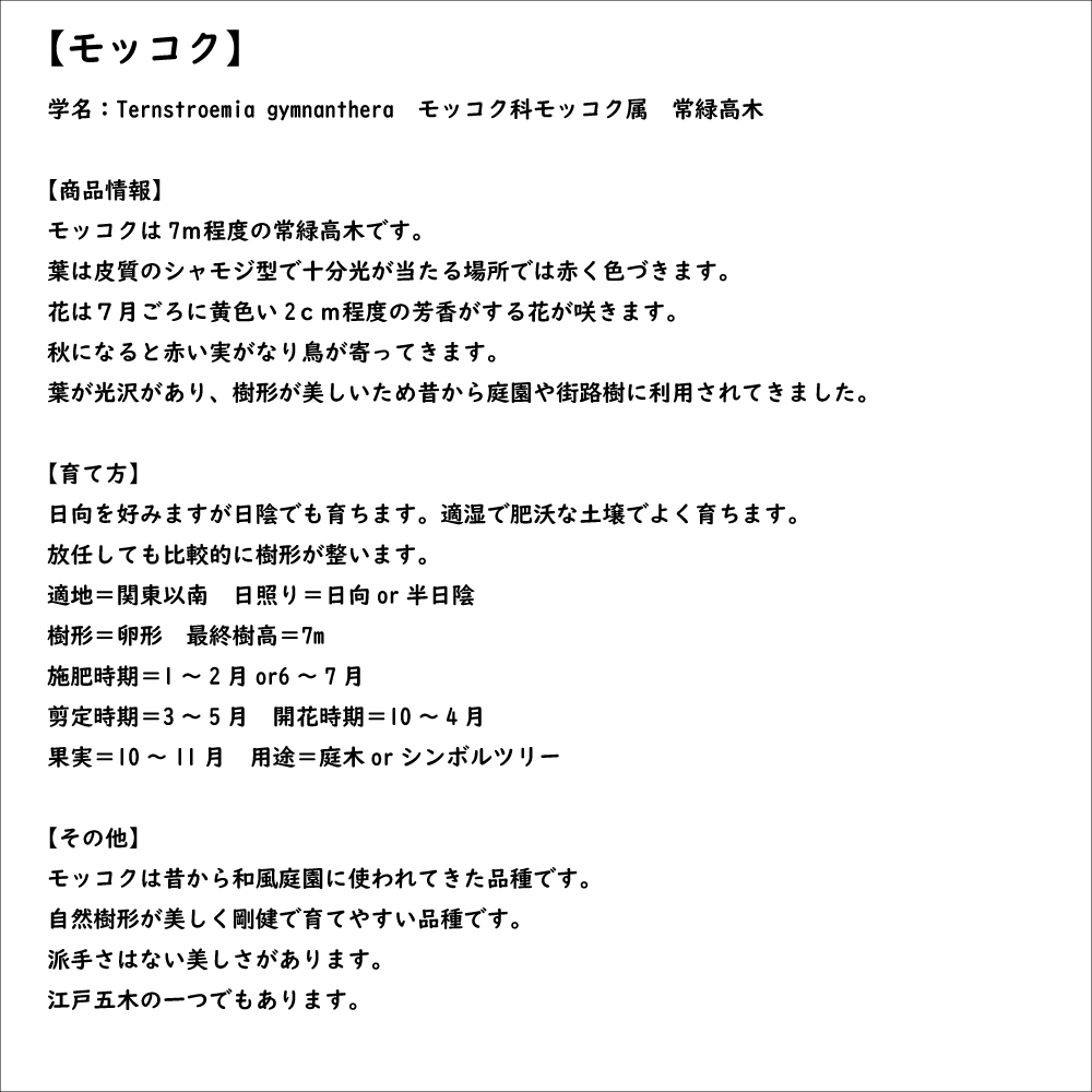 モッコク 0.5m 10.5cmポット 10本 苗_7