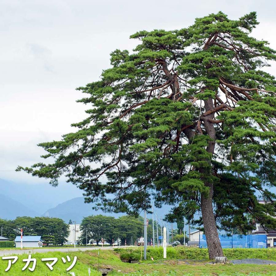 アカマツ 1.2m 露地 2本 苗 UO2677126452
