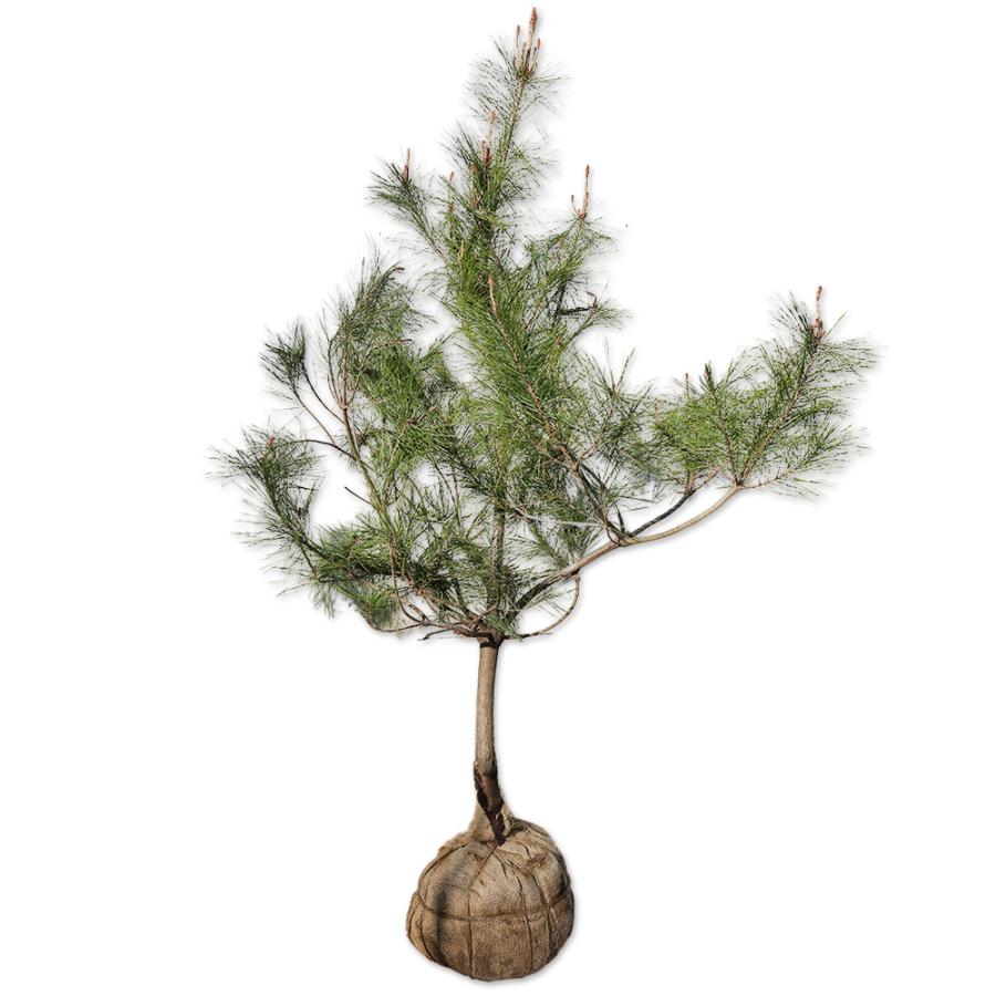 アカマツ 1.2m 露地 2本 苗(13200円)