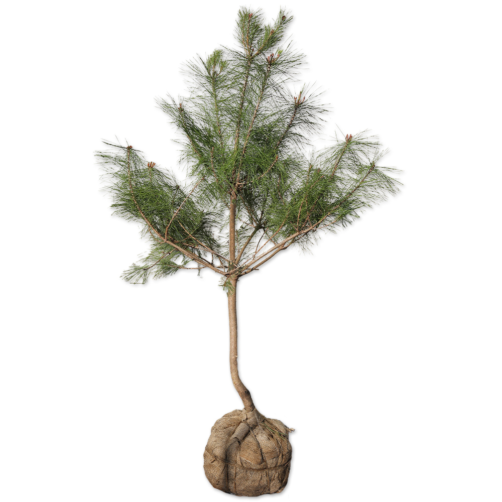 【正規品】 アカマツ 1.7m 露地 2本 苗木 【ZY2689500188】(17600円)