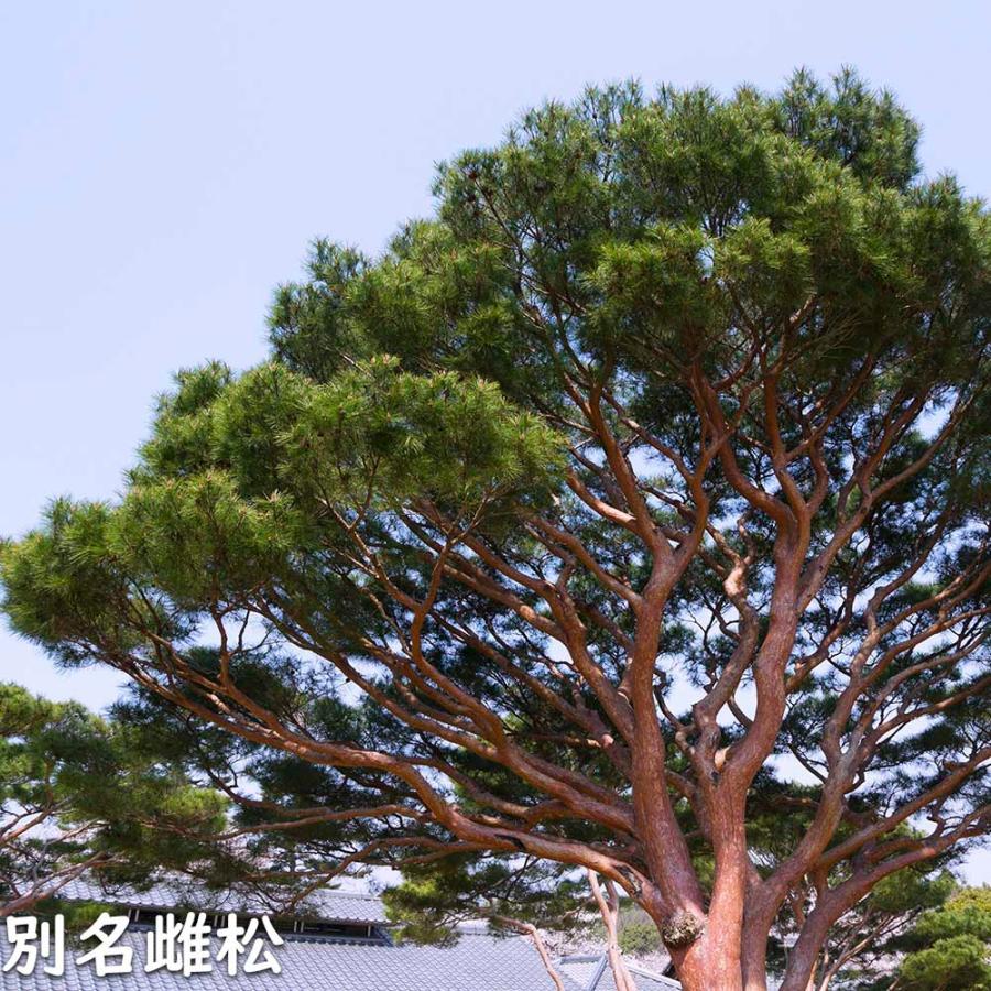 アカマツ 1.2m 露地 2本 苗 UO2677126452