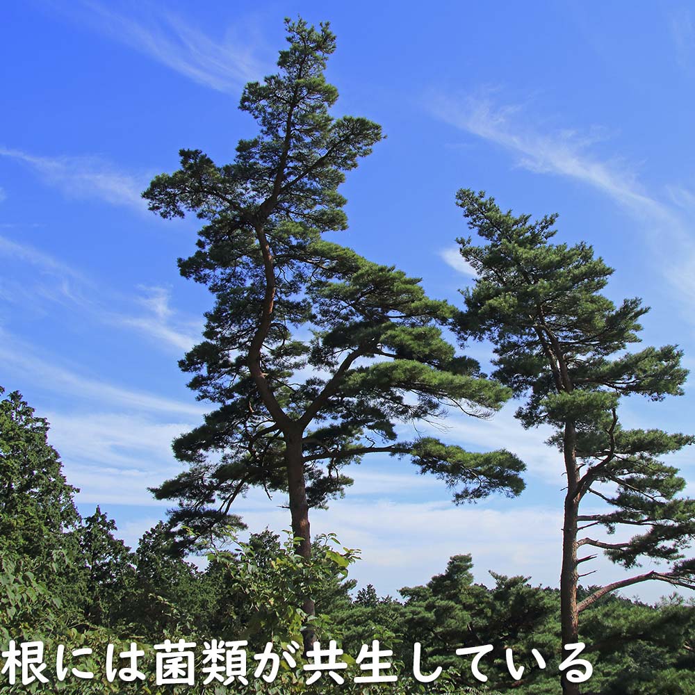 アカマツ 1.2m 露地 2本 苗 UO2677126452