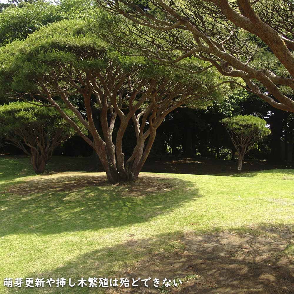 アカマツ 1.2m 露地 2本 苗 UO2677126452