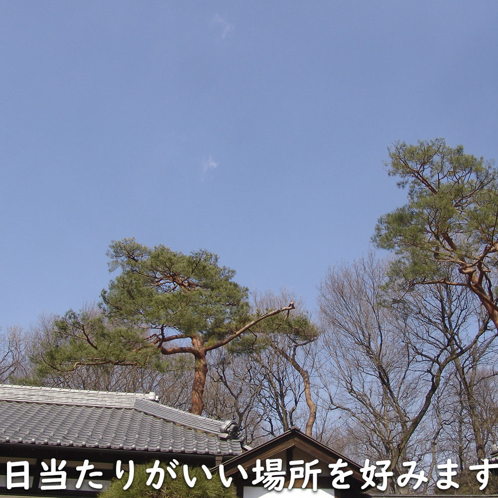 アカマツ 1.2m 露地 2本 苗 UO2677126452