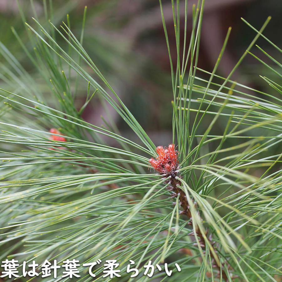 アカマツ 1.2m 露地 2本 苗 UO2677126452