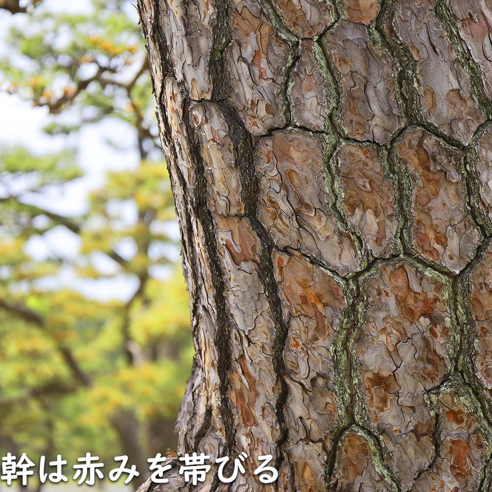 アカマツ 1.2m 露地 2本 苗 UO2677126452