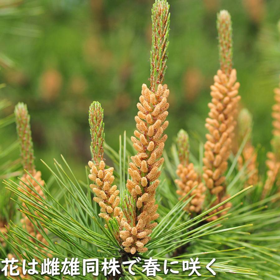 アカマツ 1.2m 露地 2本 苗 UO2677126452