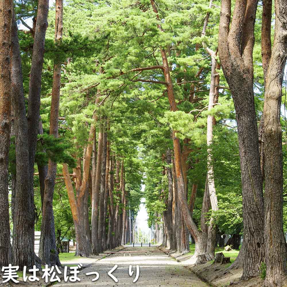 アカマツ 1.2m 露地 2本 苗 UO2677126452