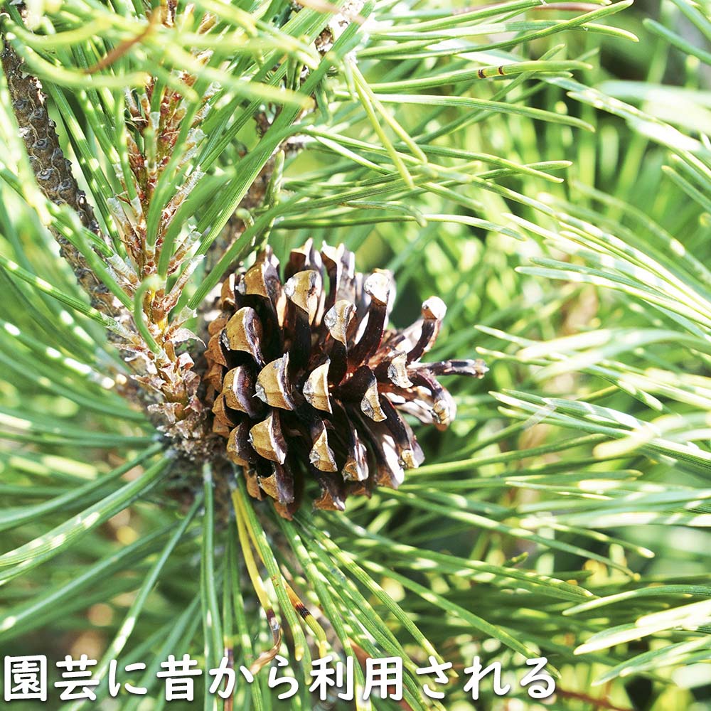 アカマツ 1.2m 露地 2本 苗 UO2677126452