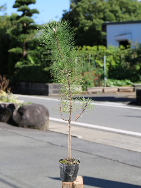 クロマツ 0.5m 10.5cmポット 苗