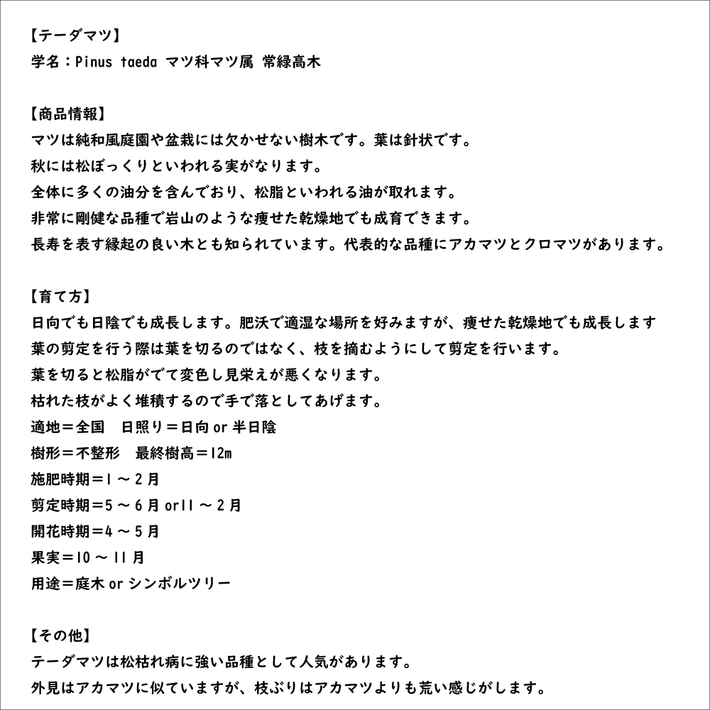 テーダマツ 1.2m 露地 2本 苗 : 7034139 : トオヤマグリーン - 通販 - Yahoo!ショッピング