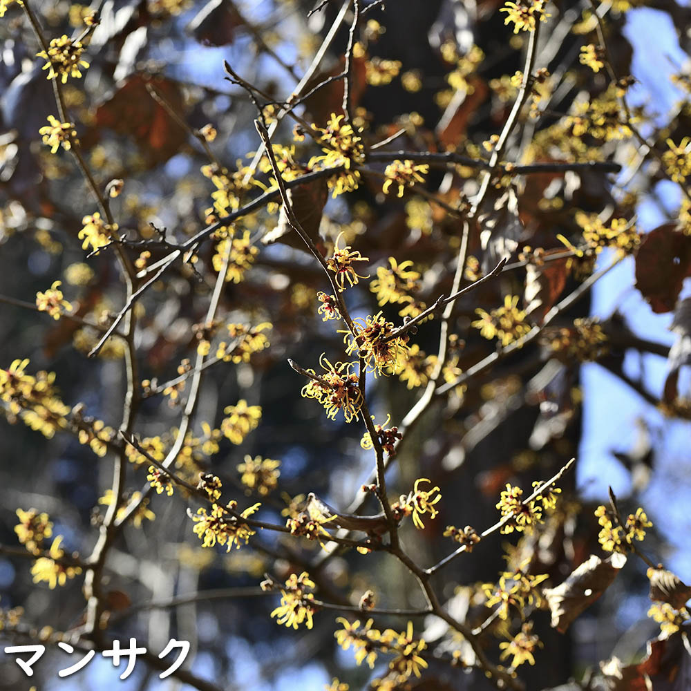 マンサク 2m 露地 苗木 : 703520 : トオヤマグリーン - 通販 - Yahoo