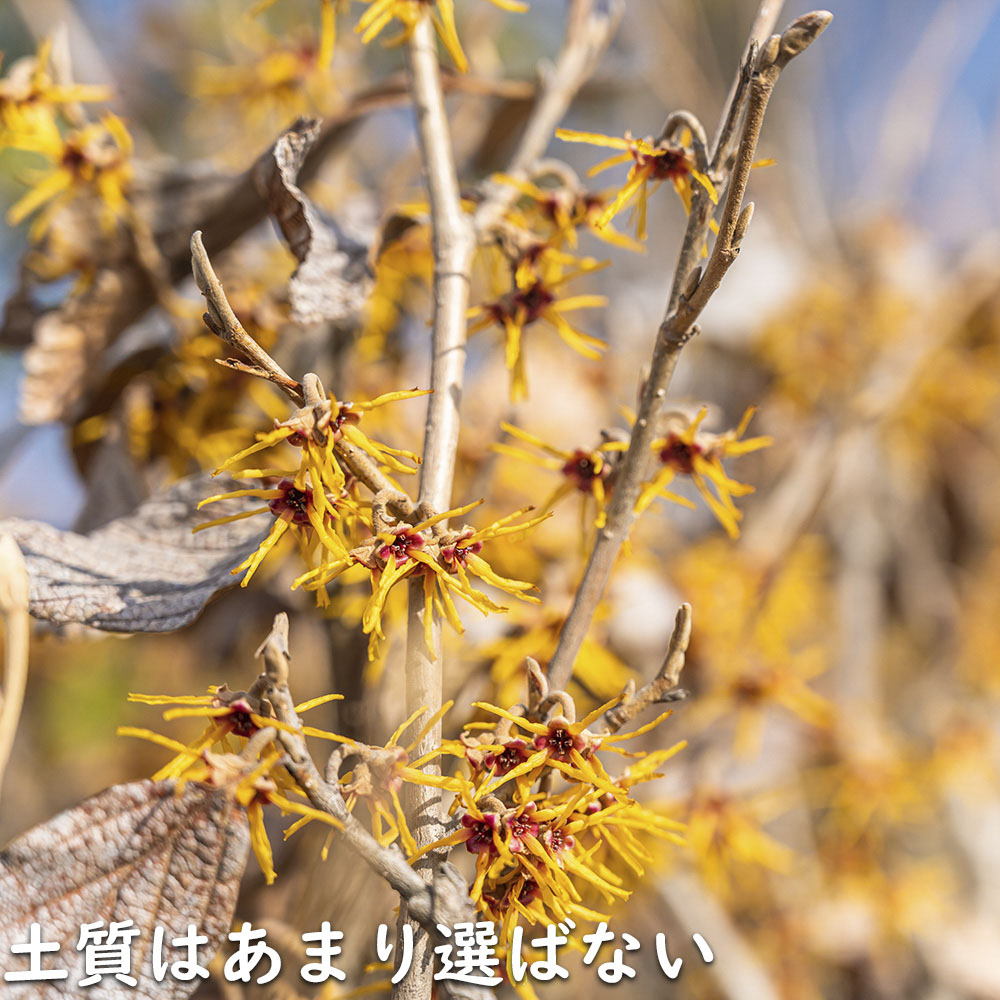 マンサク 2.3m 露地 苗木の画像