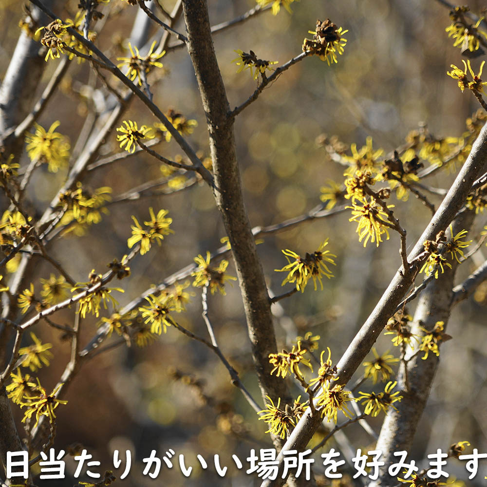 マンサク 2.5m 露地 苗木 : トオヤマグリーン - 通販 - Yahoo!ショッピング