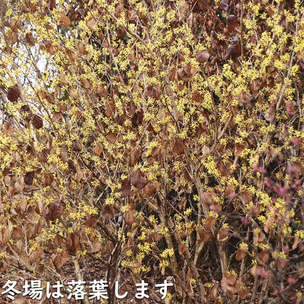 マンサク 2.5m 露地 苗木 : トオヤマグリーン - 通販 - Yahoo!ショッピング
