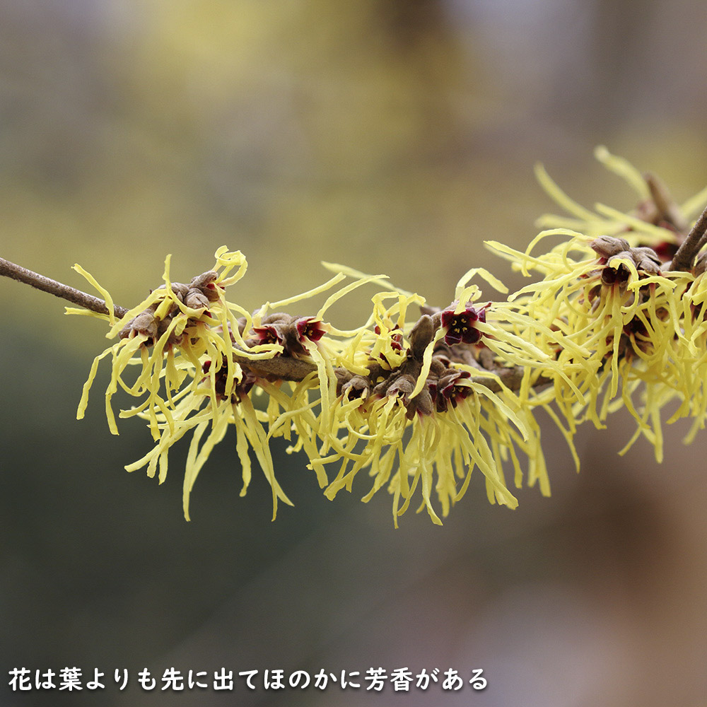 ともみ　500 山採り　マンサク マンサク 1.5m 露地 苗木 : トオヤマグリーン - 通販 - Yahoo!ショッピング