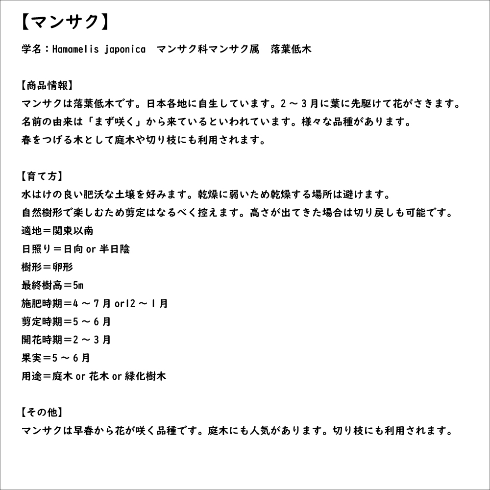 マンサク 2.5m 露地 苗木