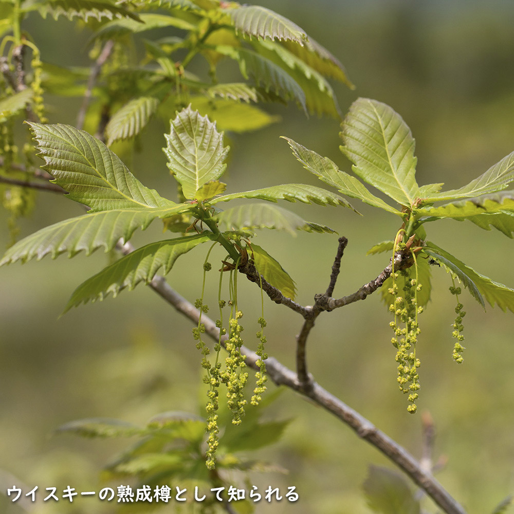 ミズナラ 単木 2m 露地 苗木 : 703620 : トオヤマグリーン - 通販