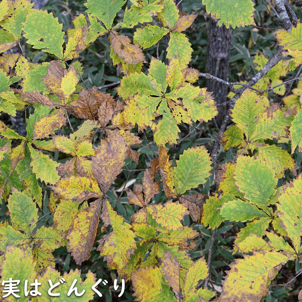ミズナラ 1.2m 露地 苗の画像
