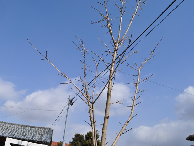 お気にいる】 ミツデカエデ 2.5m 露地 苗木 落葉樹 | jimbeograd.org