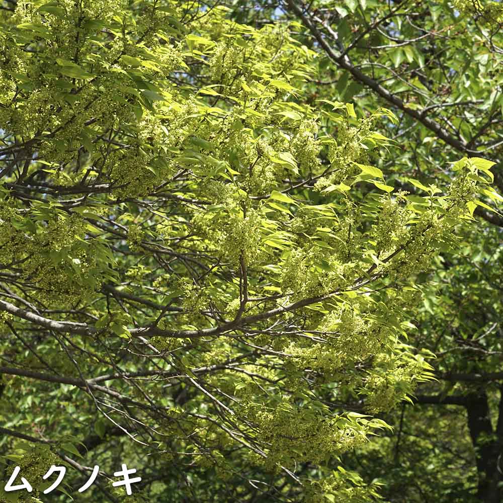 ムクノキ 単木 2m 露地 苗木 ムクノキ 商品情報