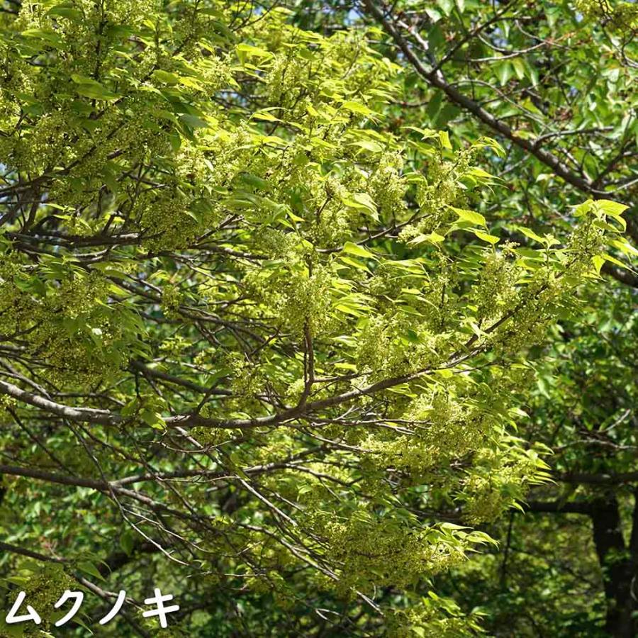 ムクノキ 単木 2m 露地 苗木 RIZ2119388672