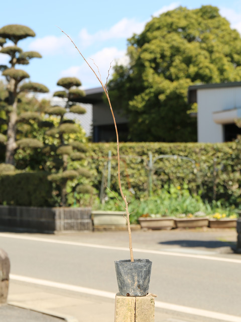 ムクノキ 0.5m 10.5cmポット 30本 苗の画像