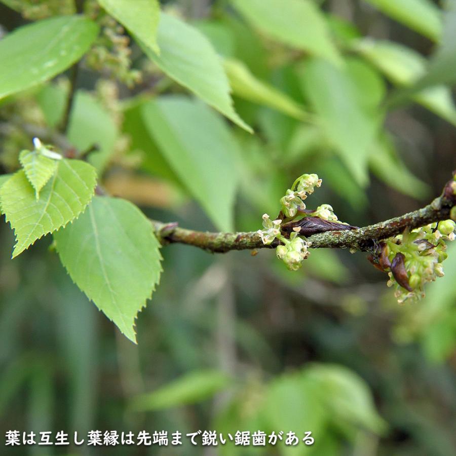 ムクノキ 1.2m 10.5cmポット 10本×2 苗 SKC3185777502