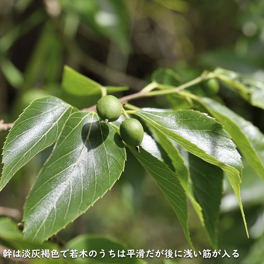 ムクノキ 1.2m 10.5cmポット 10本×2 苗 SKC3185777502
