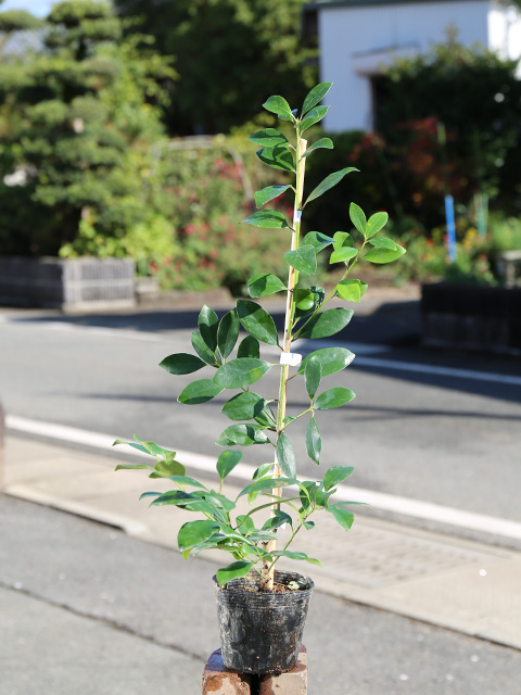モチノキ 0.5m 10.5cmポット 苗 : トオヤマグリーン - 通販