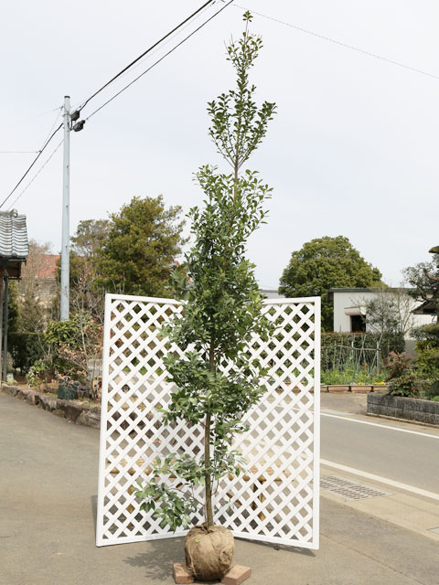 モチノキ 単木 2.5m 露地 苗木(14300円)