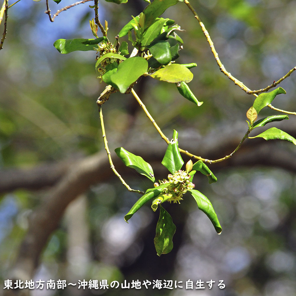 モチノキ 単木 2m 露地 苗木 : 704920 : トオヤマグリーン - 通販 - Yahoo!ショッピング