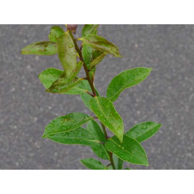 【ほぼ未使用】 モチノキ 単木 2.5m 露地 苗木 【W2185214717】 (14300円)