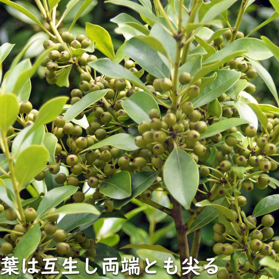 【ほぼ未使用】 モチノキ 単木 2.5m 露地 苗木 【W2185214717】 (14300円)